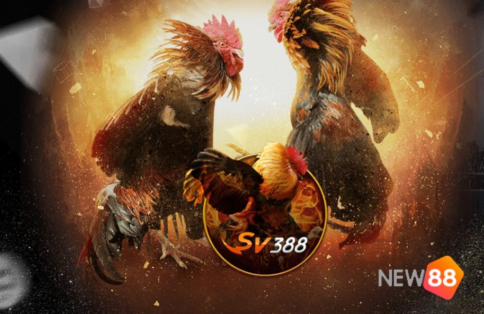 Đá gà trên mạng ở đâu an toàn?