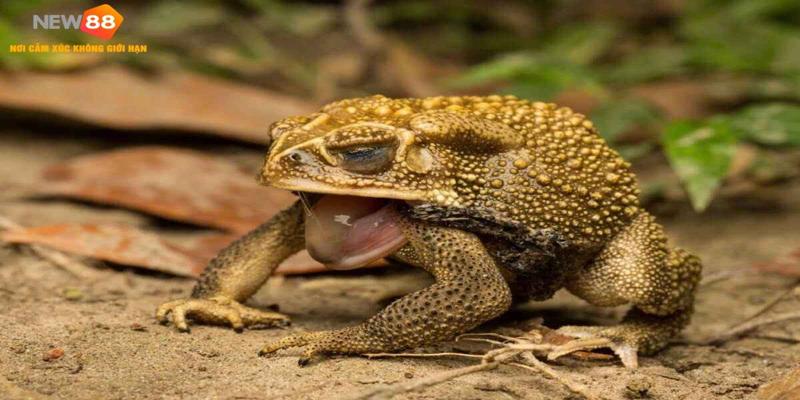 Mơ Thấy Cóc Đen