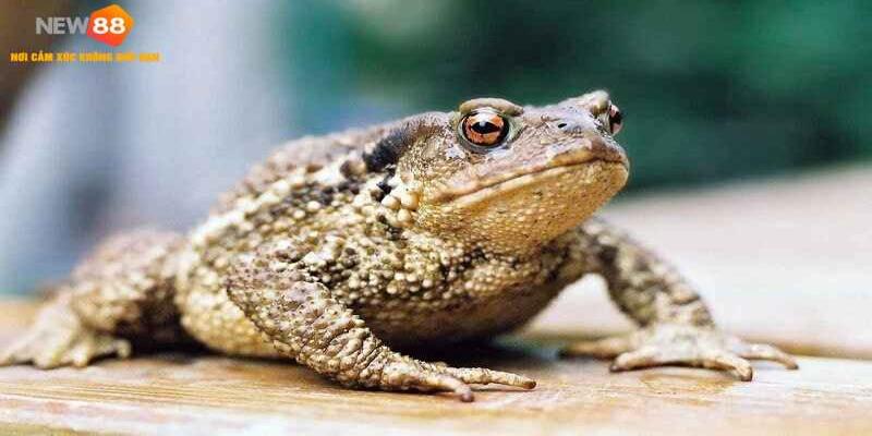 Mẹo chọn con cóc số mấy trong lô đề